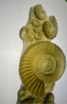 “Ancient Ammonite” in Olivine