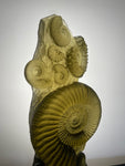 “Ancient Ammonite” in Olivine