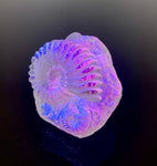 Amethyst Ammonite